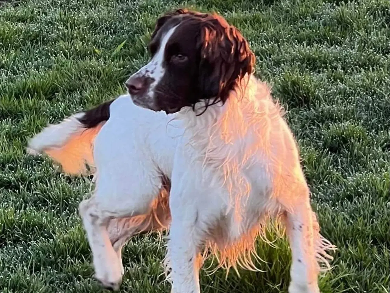 Billede 6 - Ft springer spaniel