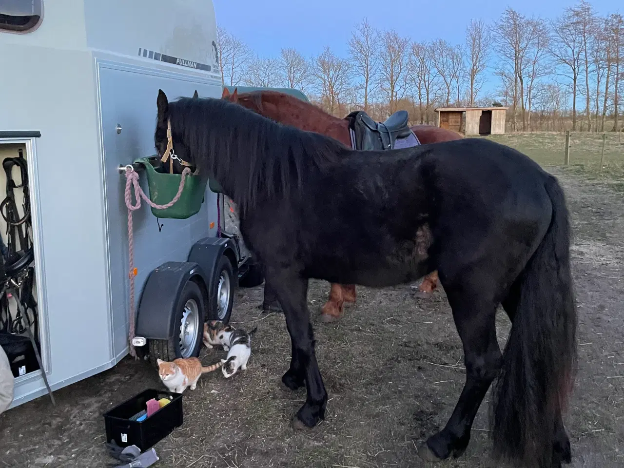 Billede 6 - Hest