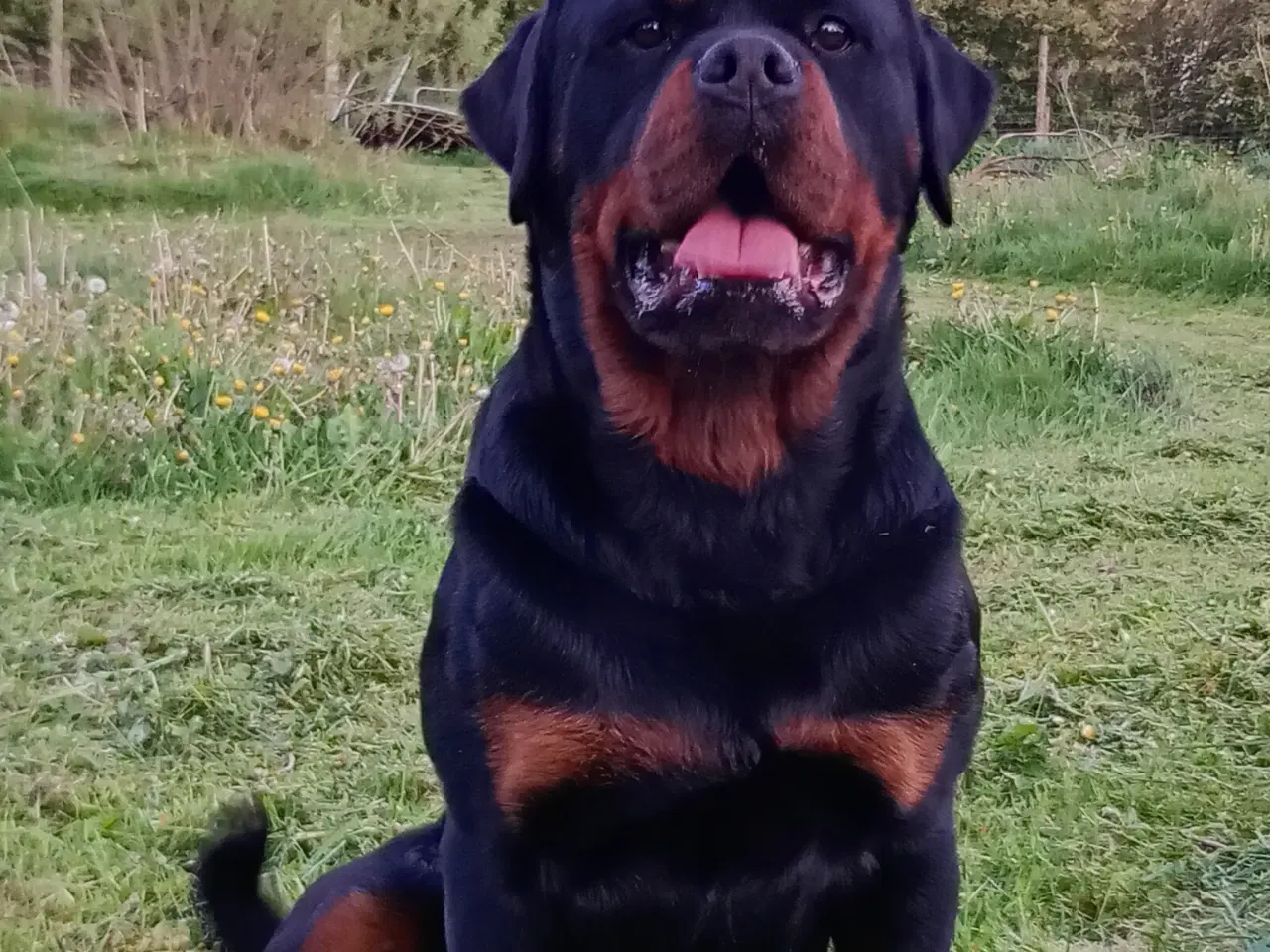 Billede 13 - Rottweiler x Cane Corso mix 
