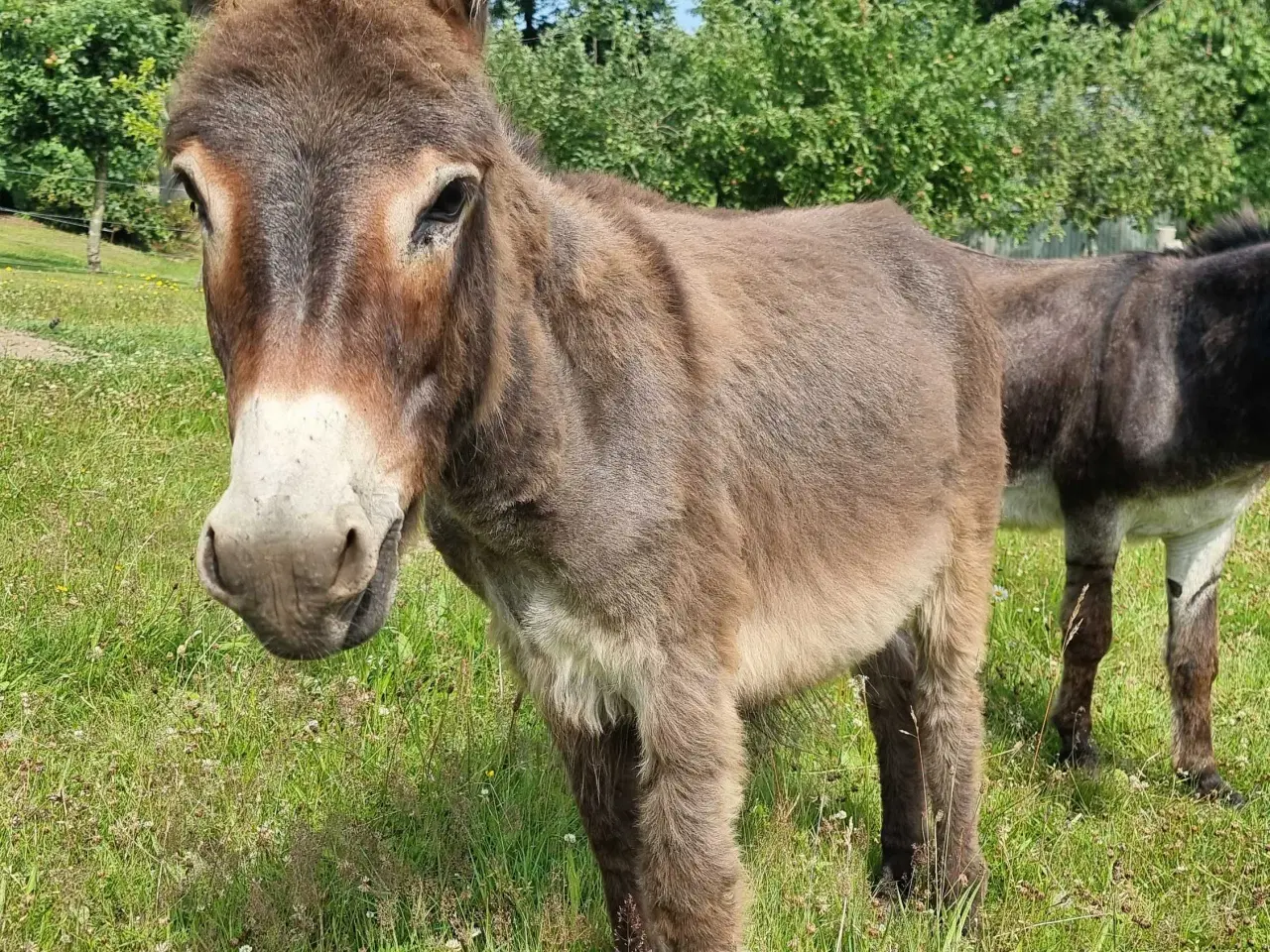 Billede 2 - Sødeste Æsel hingst
