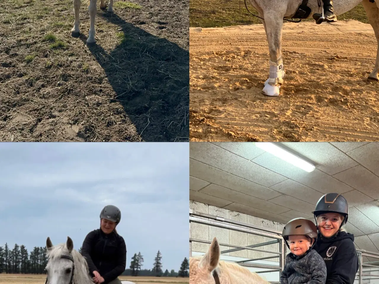 Billede 3 - 🌟 New Forest Pony hingst til salg