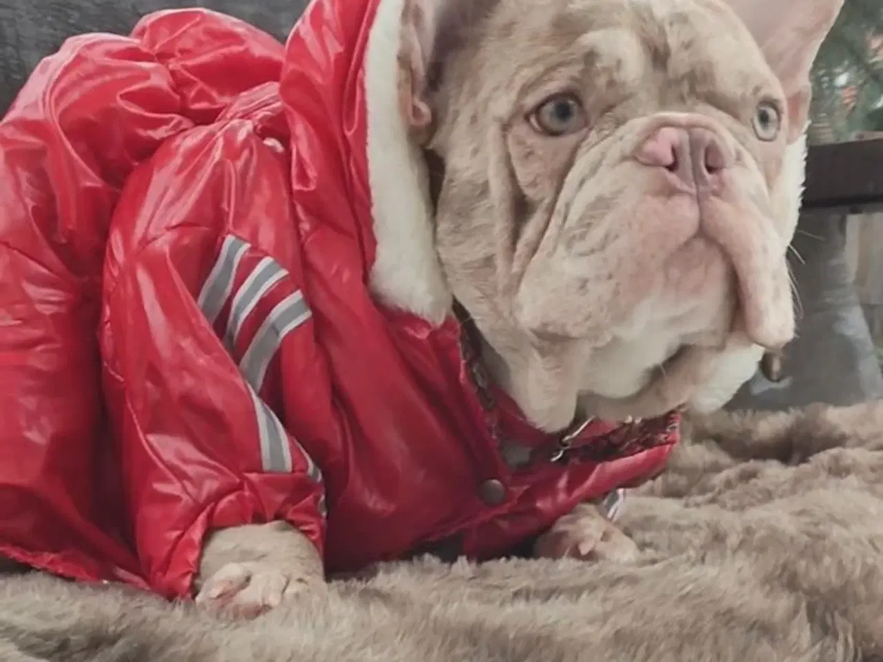 Billede 1 - Fransk bulldog