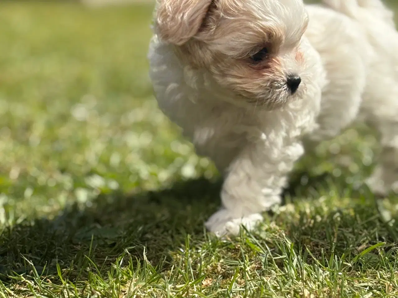 Billede 2 - Fin lille Boomer tæve shih tzu/malteser