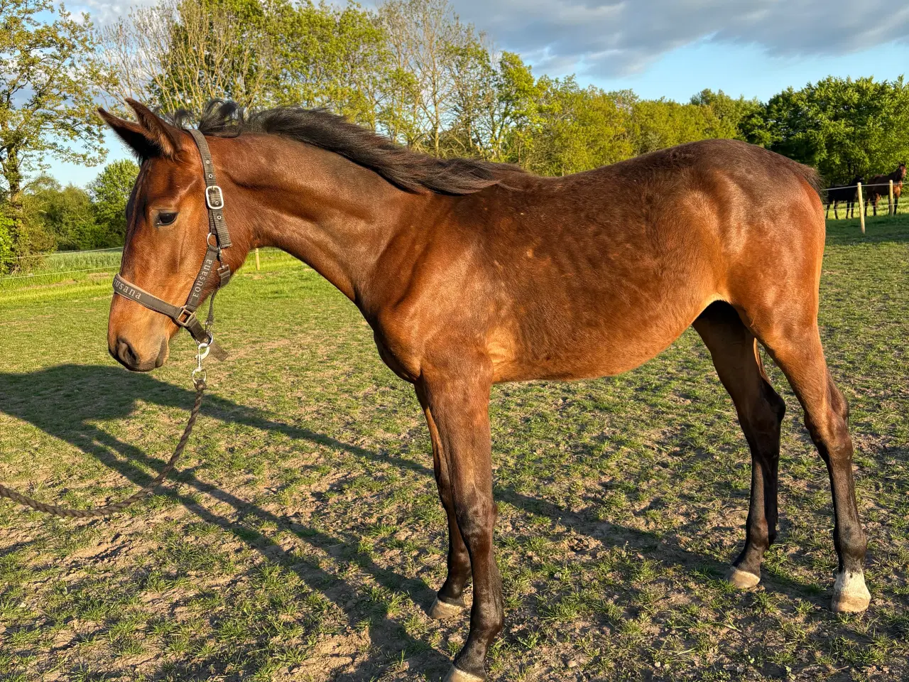 Billede 1 - 1 års efter Hot Driver 