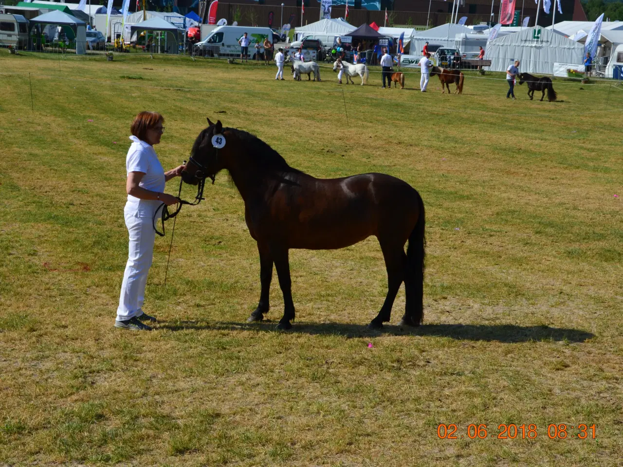 Billede 5 - Pony / selskabspony