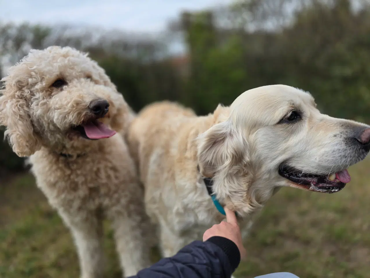 Billede 18 - Golden doodle hvalpe