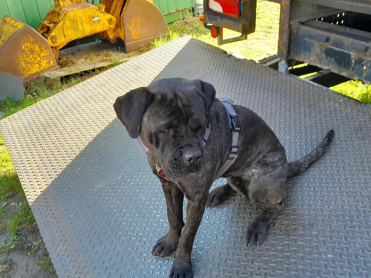 Billede 5 - Cane Corso Hvalpe Sælges. Læs helle teksten. 