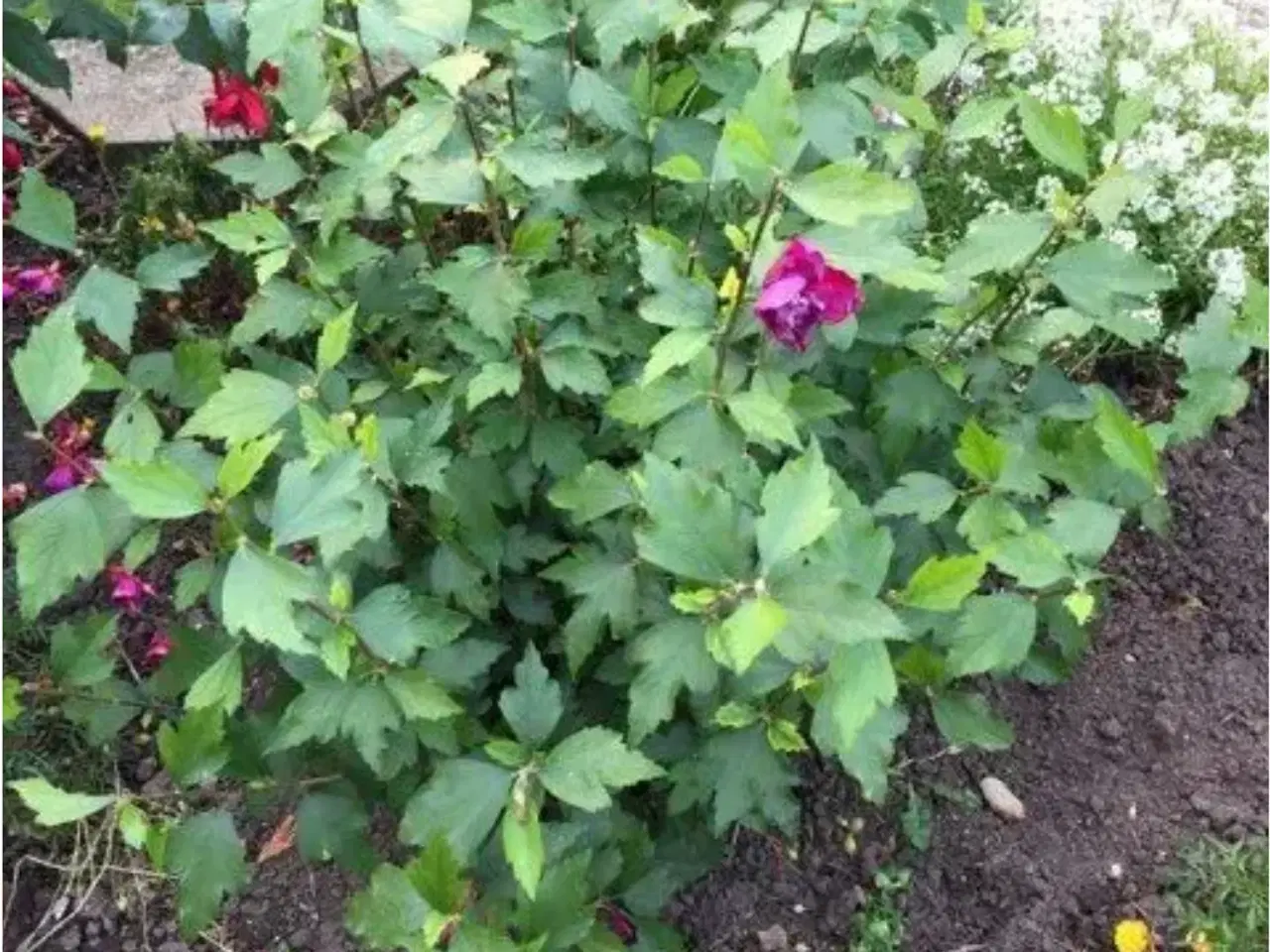 Billede 1 - Hubiscus