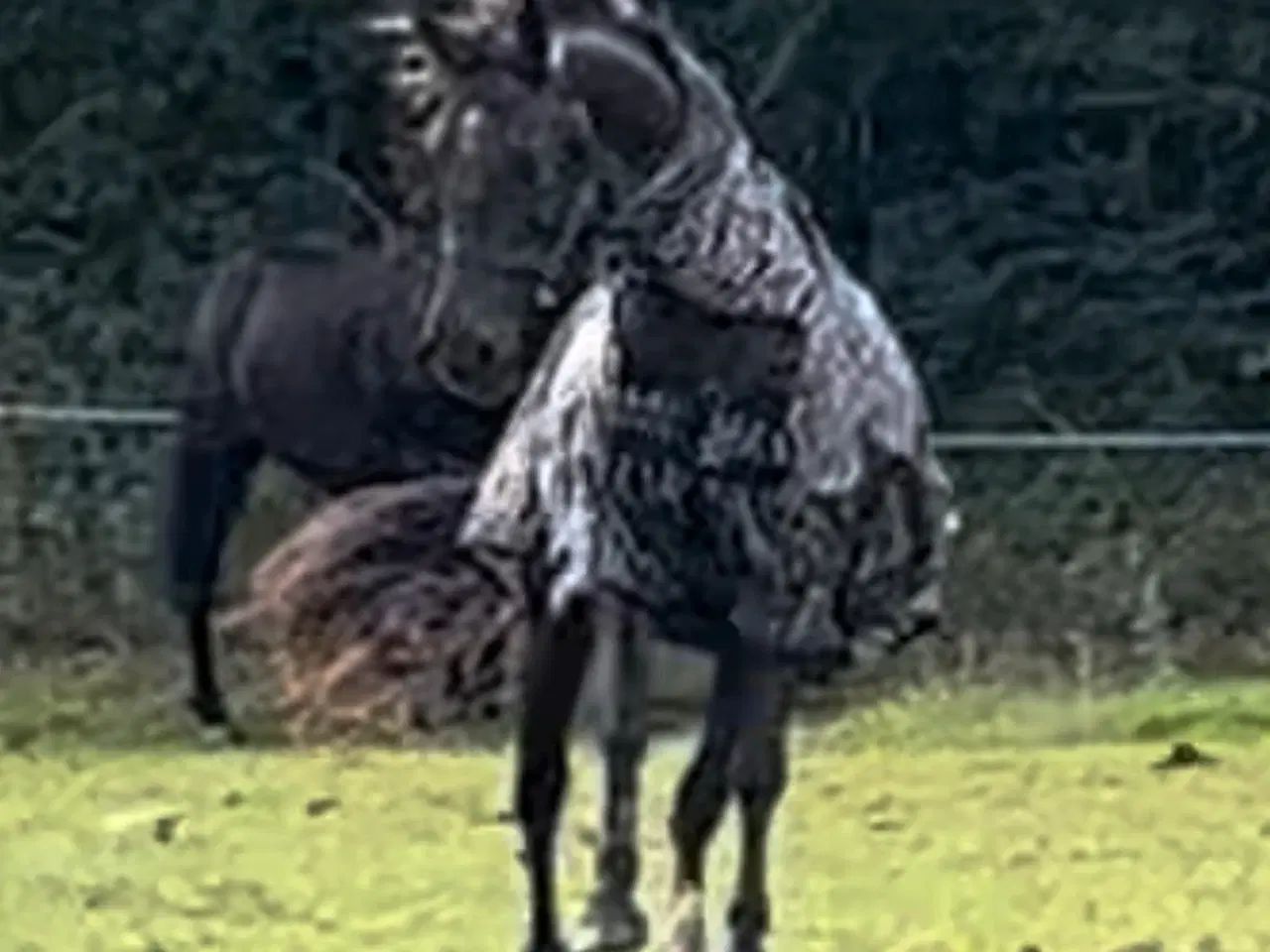Billede 4 - Chance hest connemara/palomino