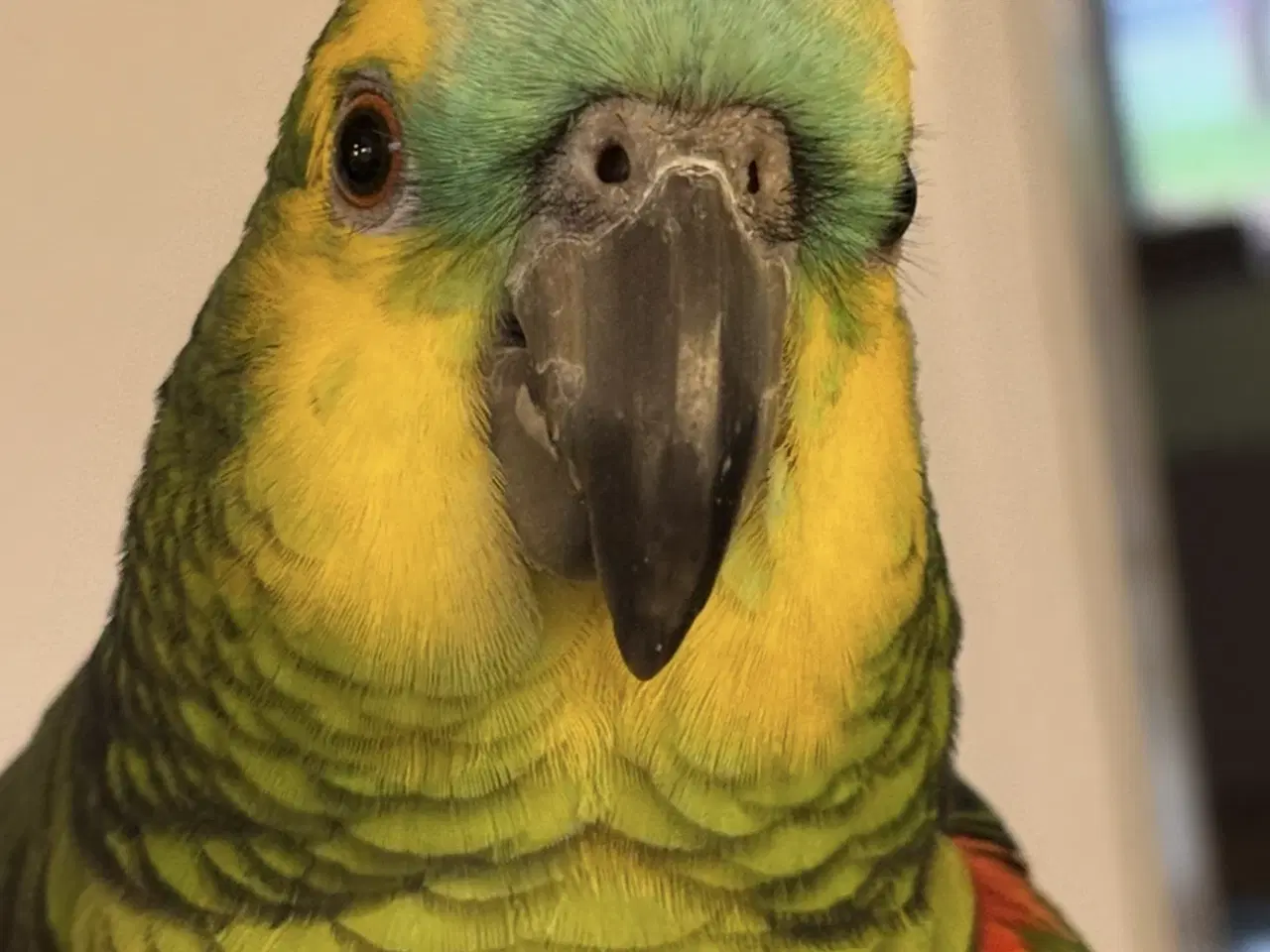 Billede 1 - Blåpandet amazone