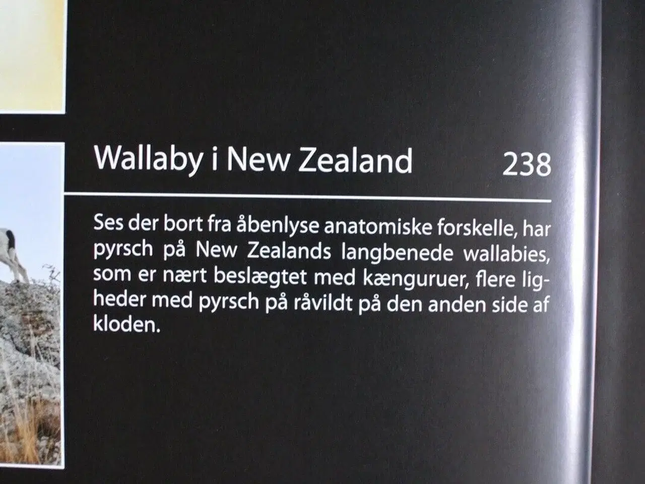Billede 5 - jagtbogen - råbukken og mange andre oplevelser fra