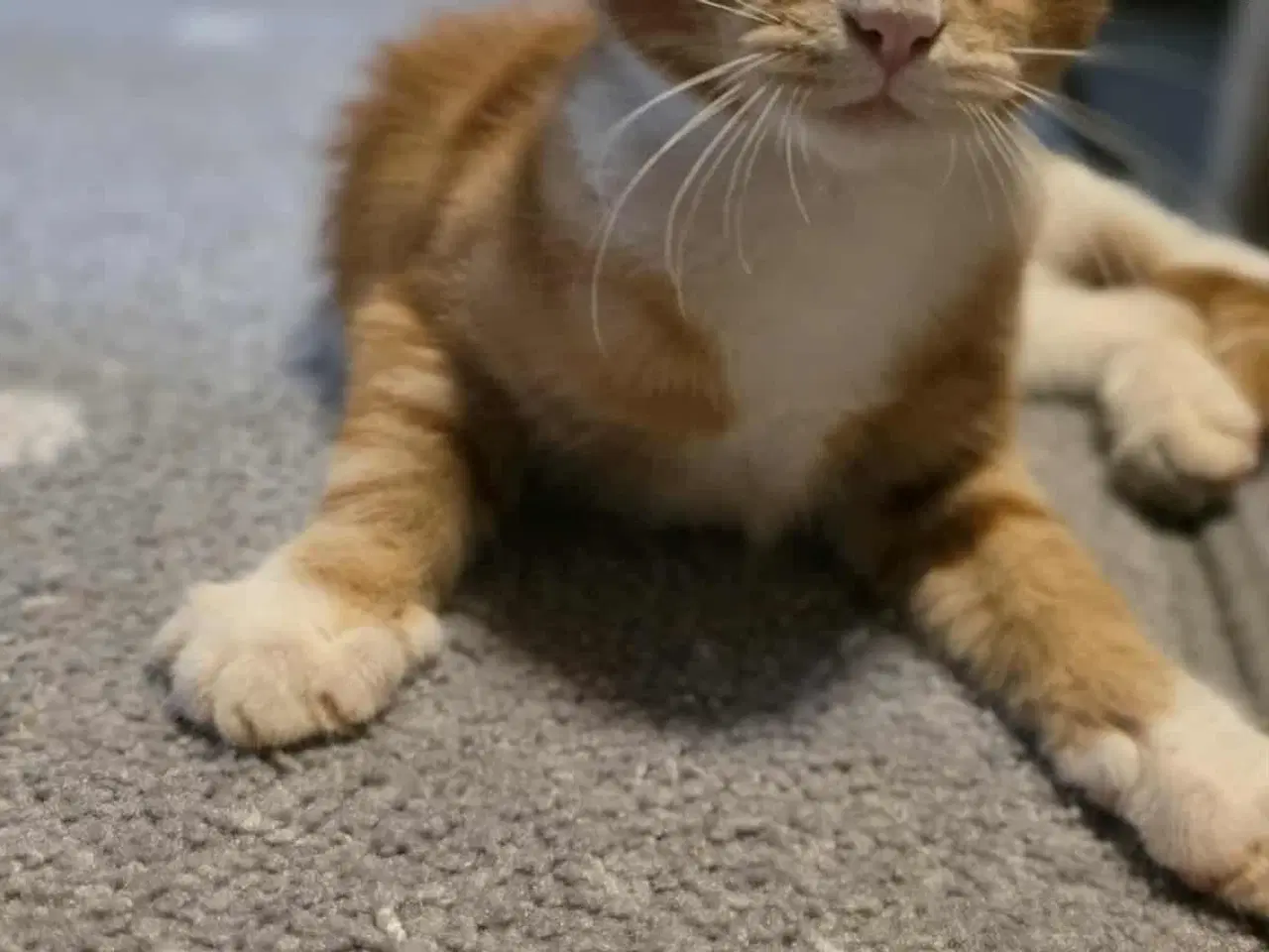 Billede 4 - Maine coon blanding 