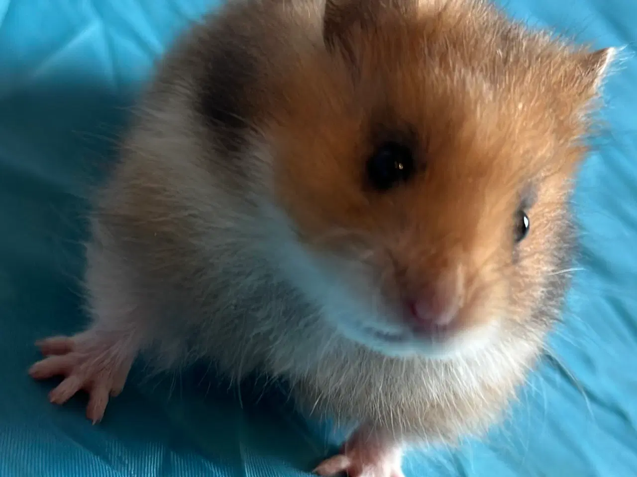 Billede 1 - Guldhamster unger sælges