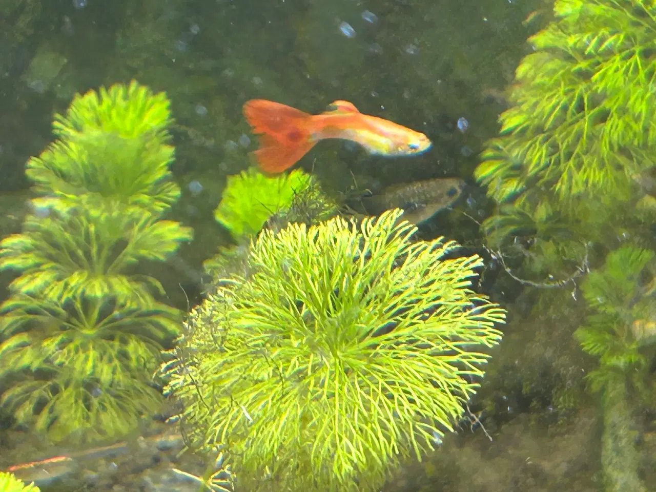 Billede 6 - 🌿 Levende akvarieplanter – 2 stk. GLS