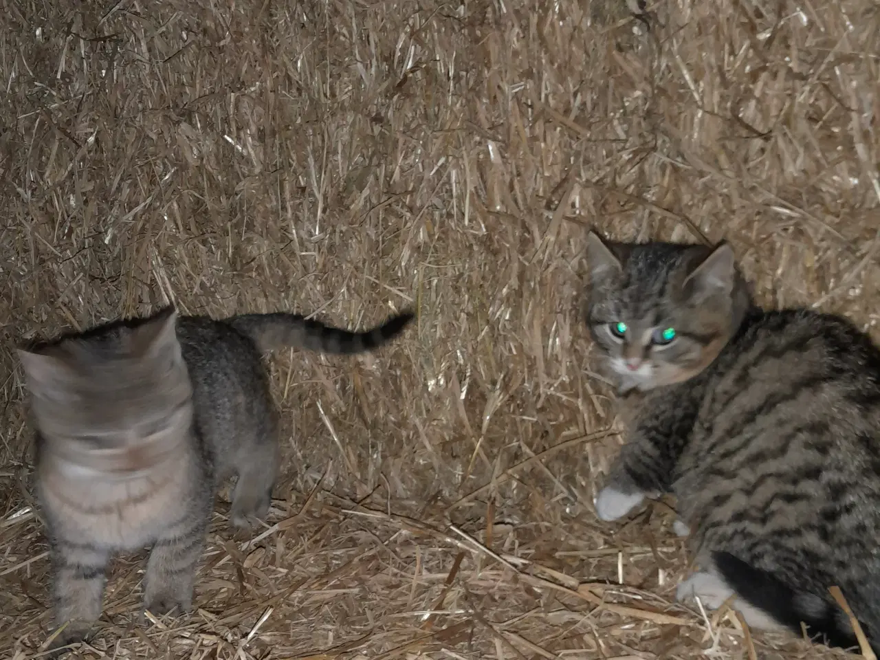 Billede 3 - Kattekillinger til salg