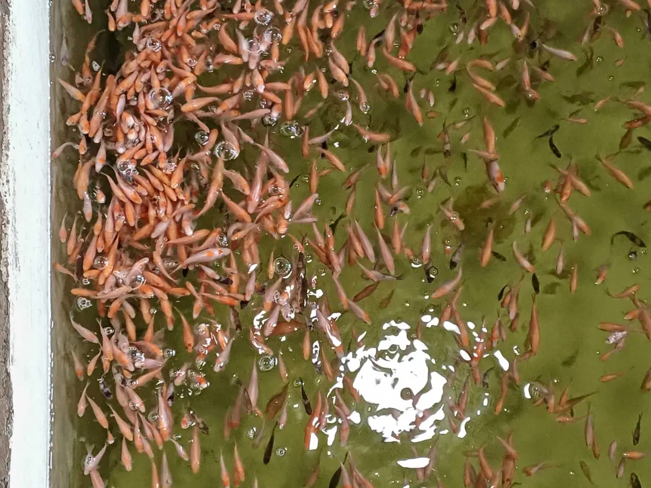 Billede 3 - Koi 8-12 cm