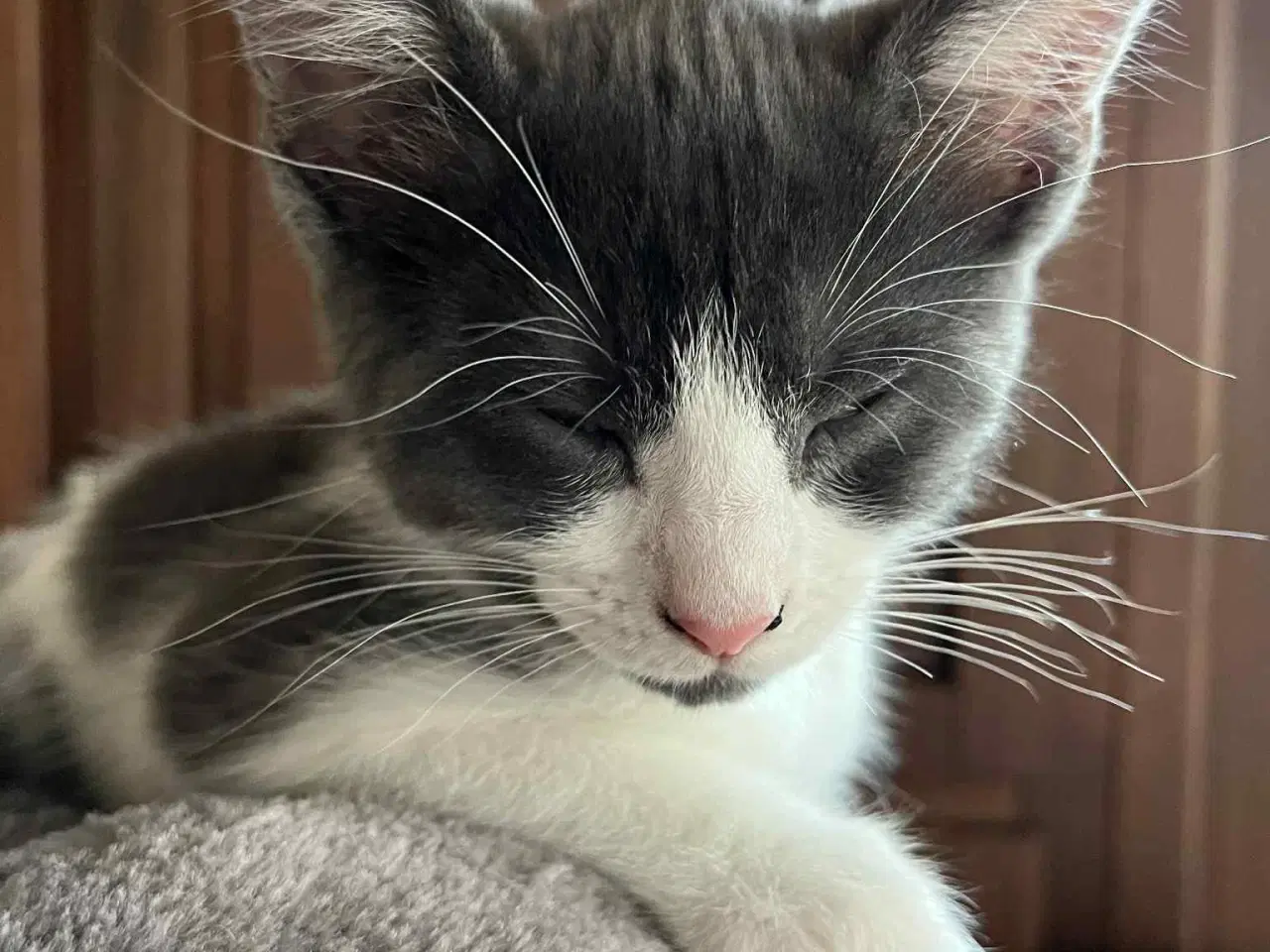 Billede 2 - Hunkilling, hvor mor er Maine Coon