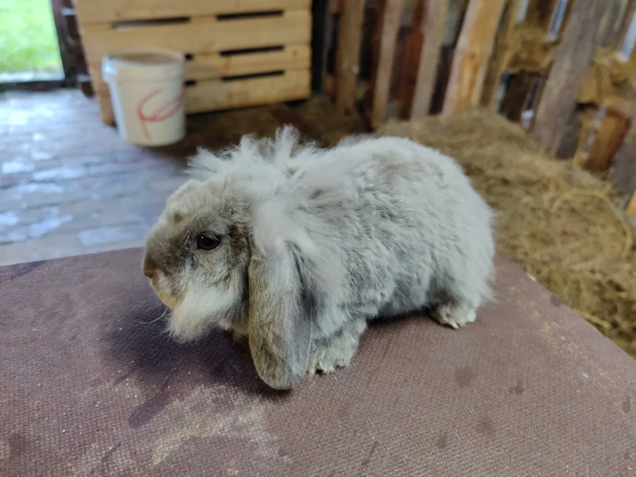 Billede 10 - Dværgvædder satin unger