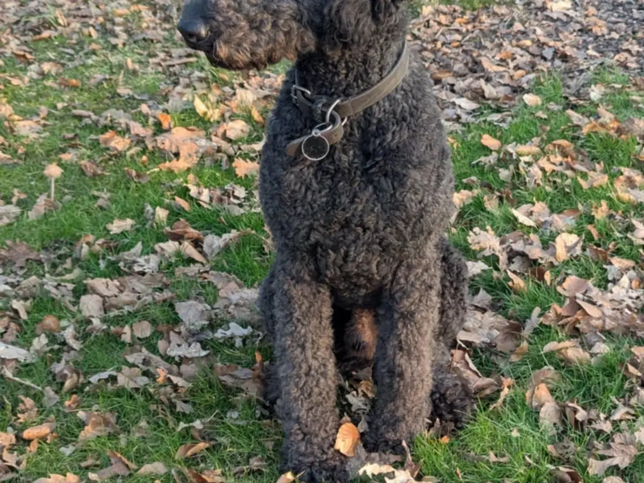 Billede 7 - Hundehvalp Shepadoole