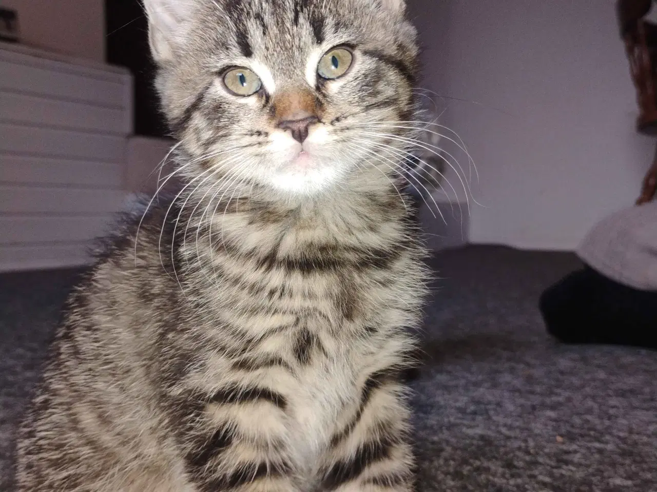 Billede 6 - Killinger søger gode hjem (reserveret) 