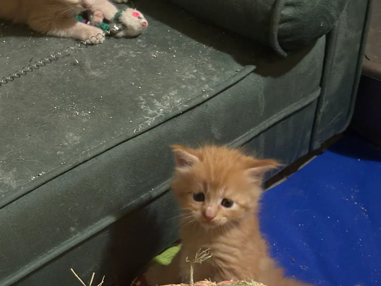 Billede 15 - Dejlige smukke og flotte