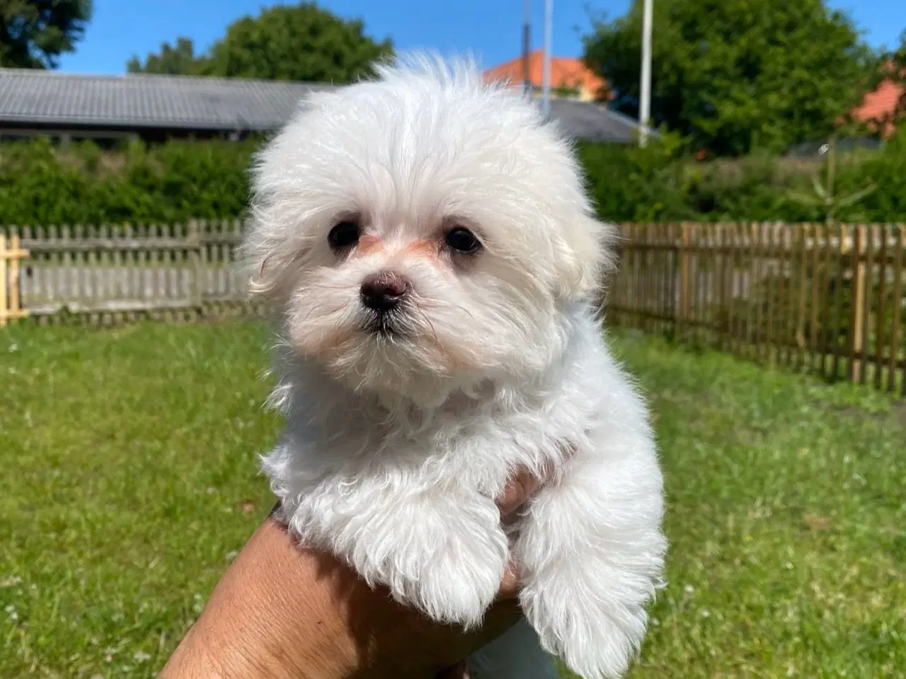 Billede 4 - Malteser hvalpe 🐶
