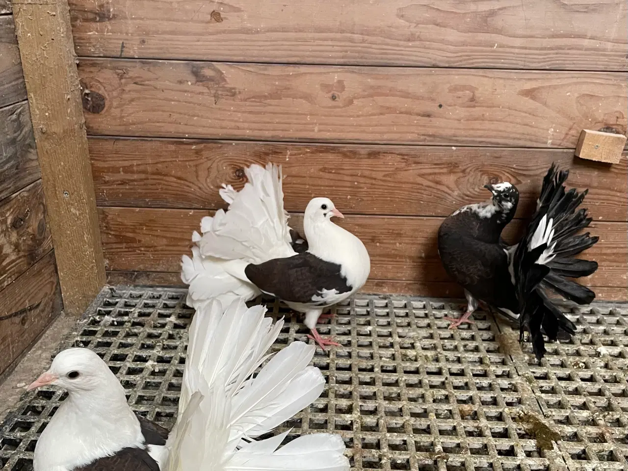 Billede 5 - 3 flotte højstjerter dueunger sælges