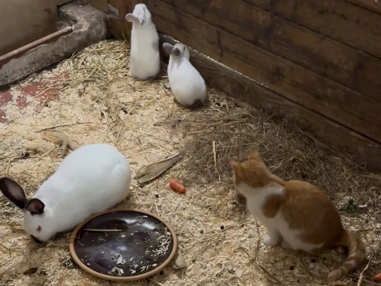 Billede 1 - California white hun kanin