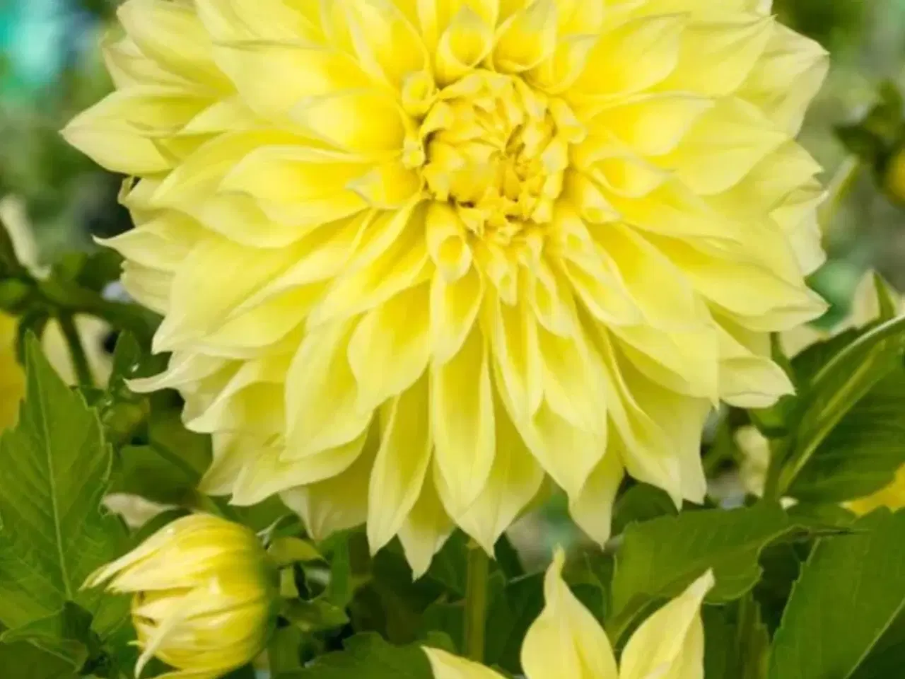 Billede 8 - Dahlia Georginer