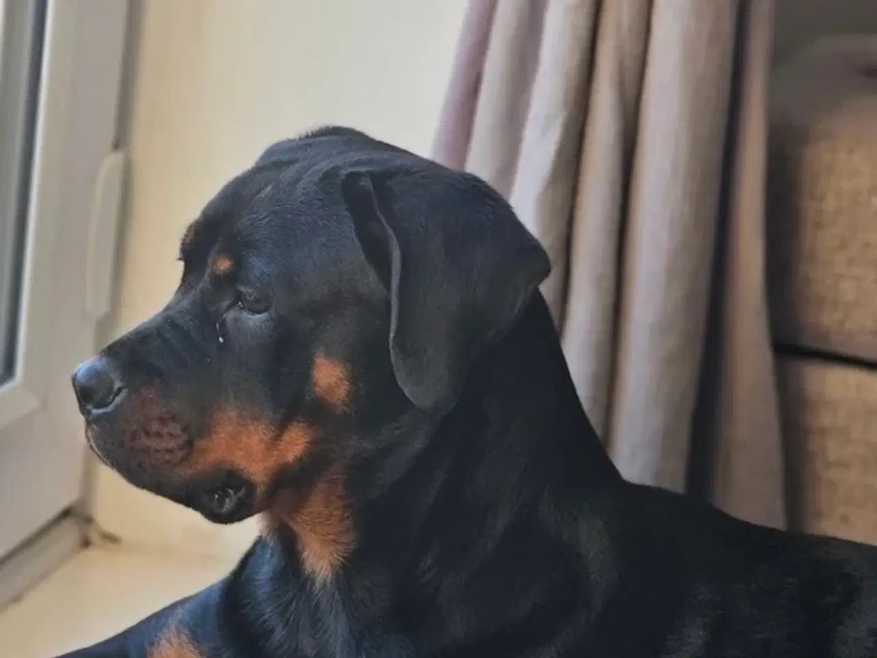 Billede 7 - Rottweiler hvalpe