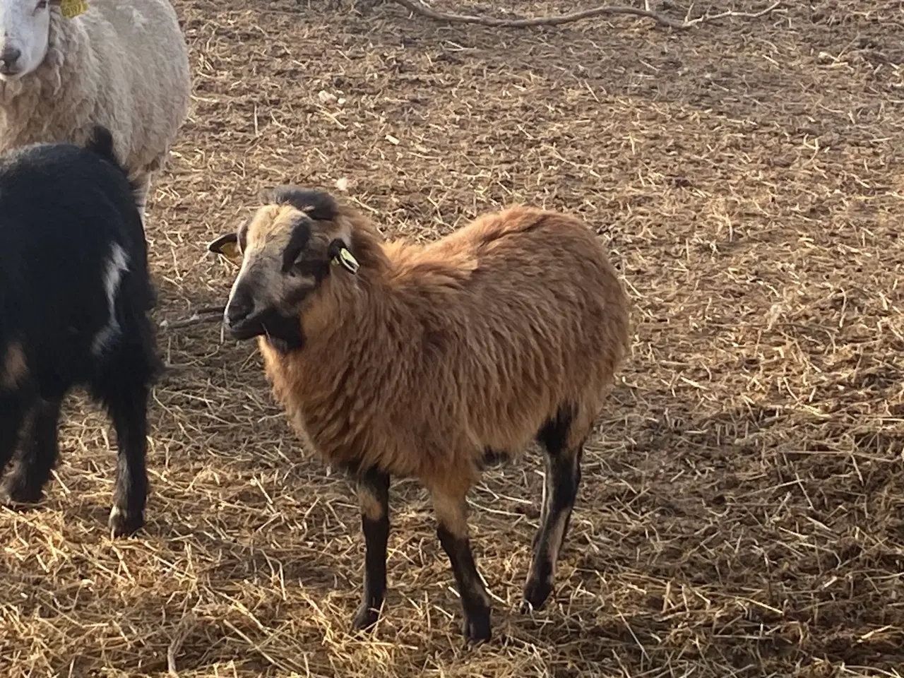 Billede 2 - Cameroun får sælges 