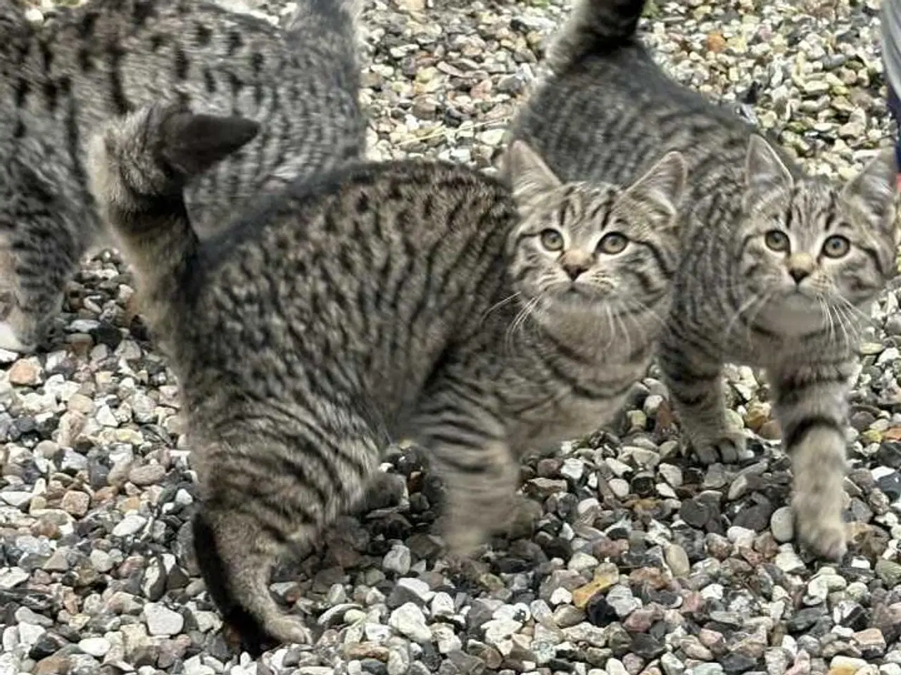Billede 1 - Land kattekillinger