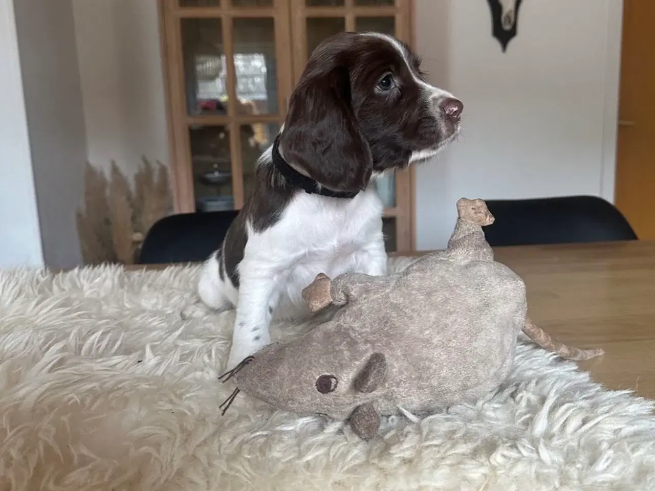 Billede 2 - Ft springer spaniels hvalpe med stamtavle 