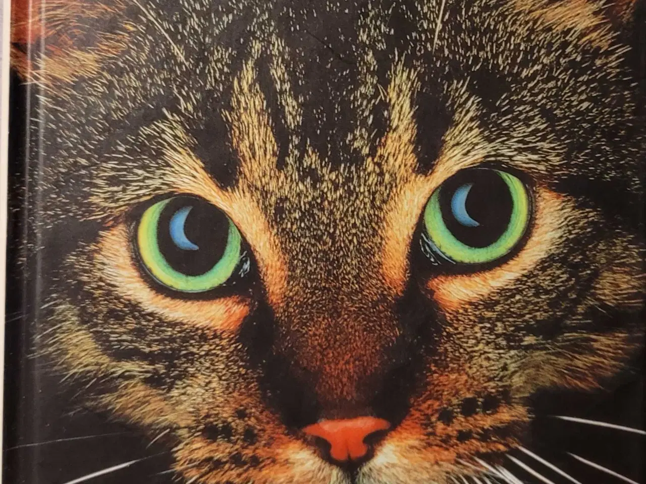 Billede 2 - Katte bøger 4stk 