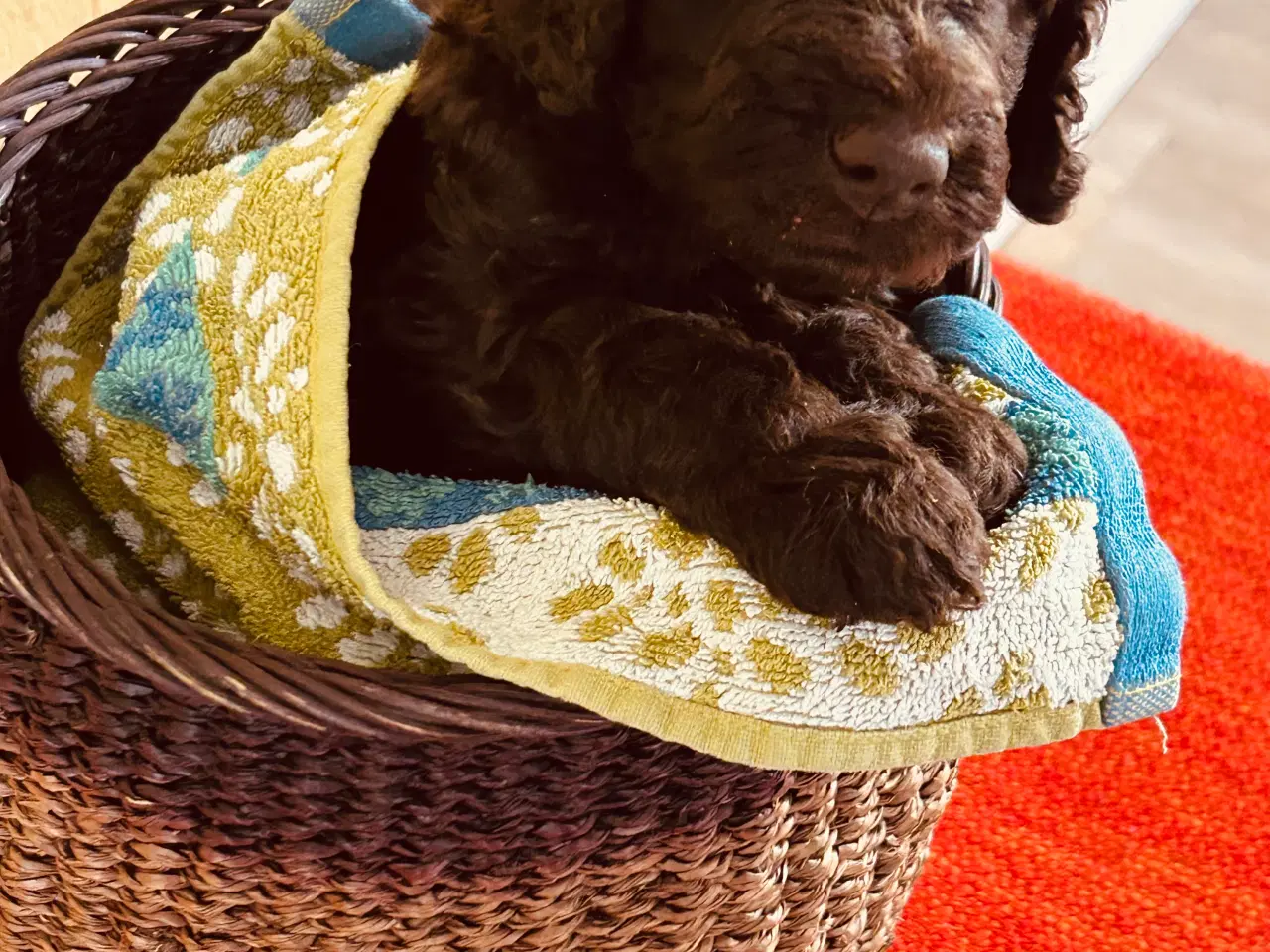 Billede 7 - Hundehvalp Cockerpoo 5 uger 