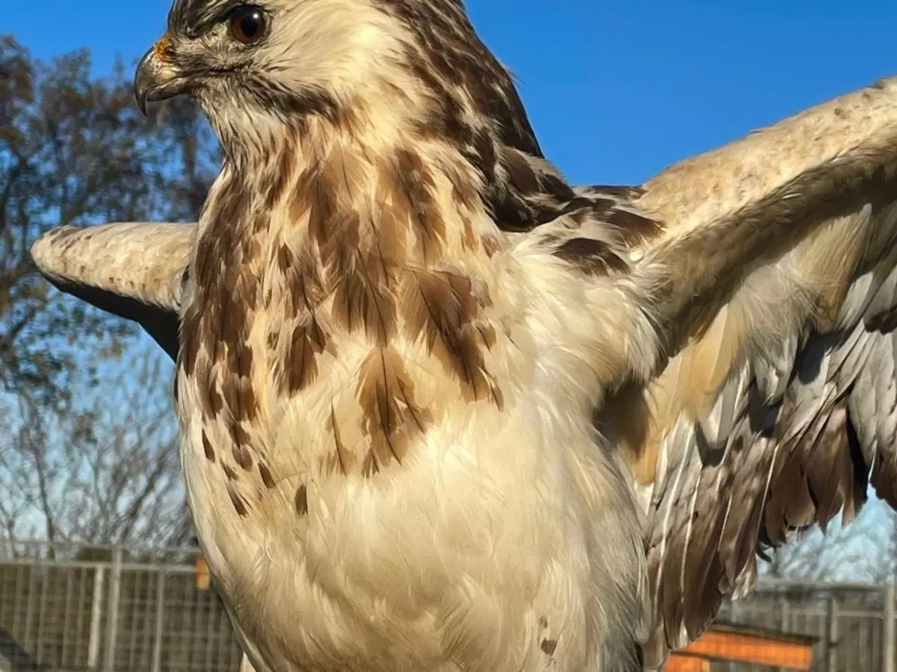 Billede 4 - Udstoppet stor musvåge