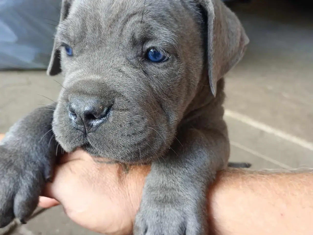 Billede 6 - Cane Corso Italiano hvalp 