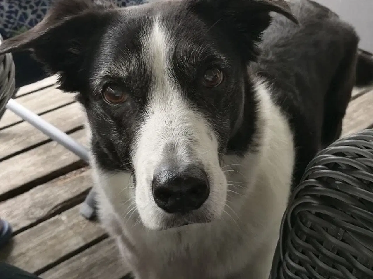 Billede 1 - Blandings hund, border collie eller retriver