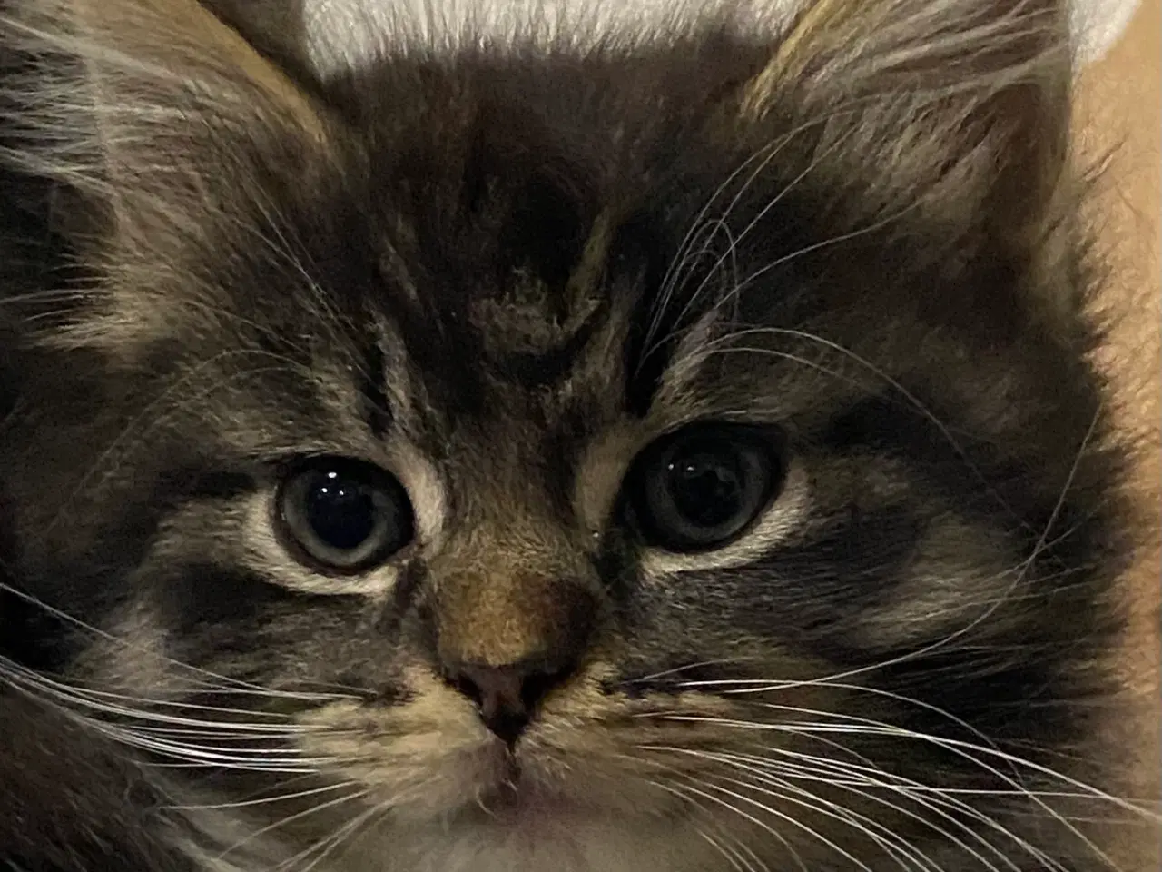 Billede 7 - Polydactyl Maine coon killinger