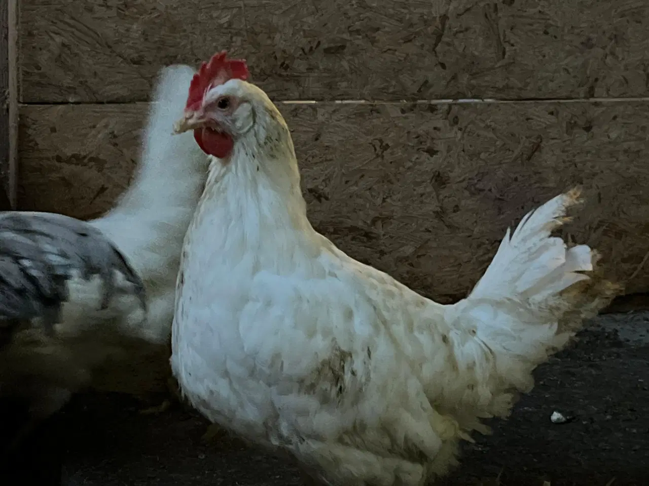 Billede 4 - høns og haner til salg 