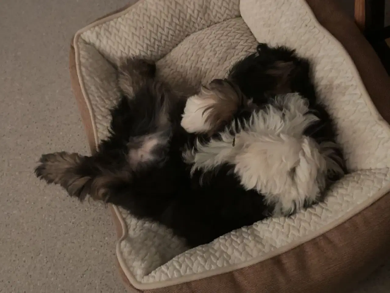 Billede 12 - lhasa apso/shih tzu