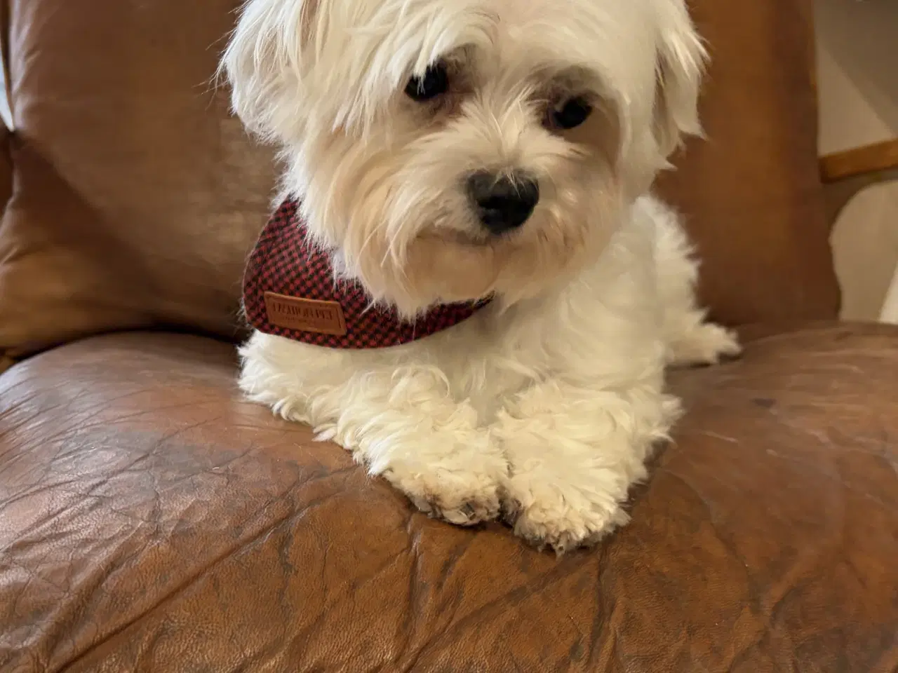 Billede 16 - Mini Maltipoo babyer 