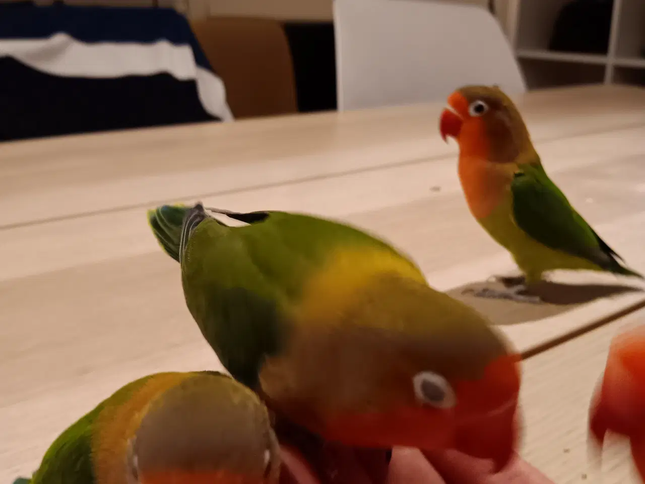 Billede 17 - 4 mdr. gamle dværgpapegøjerunger sælges 500 kr/stk