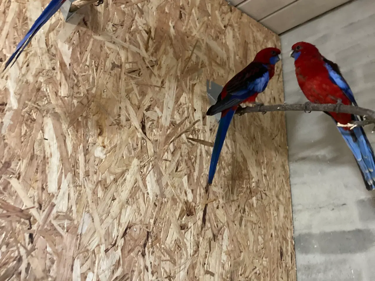 Billede 1 - Pannant Parekitter 