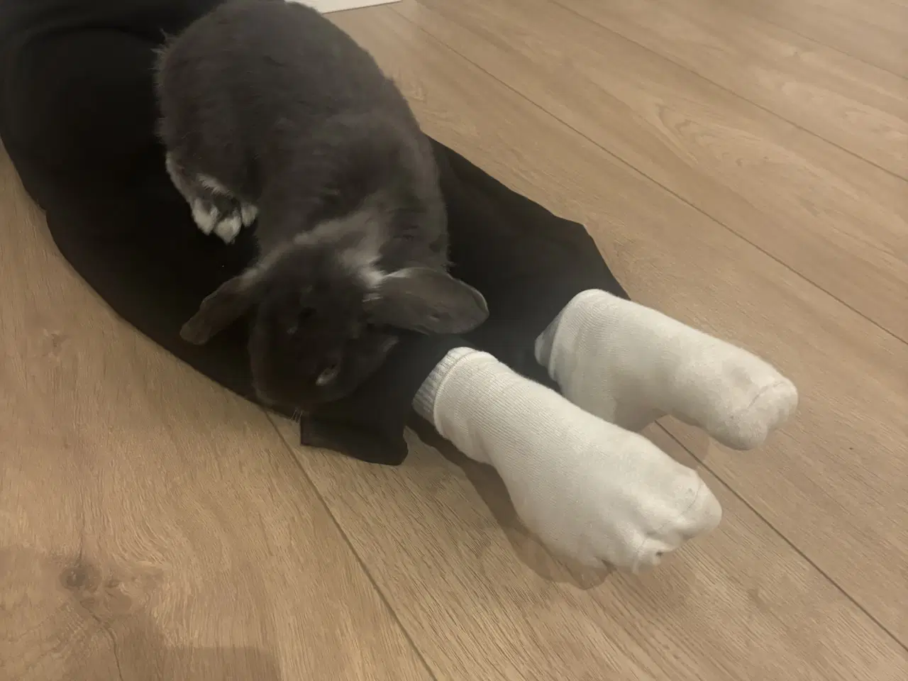 Billede 3 - Mini lop Kanin