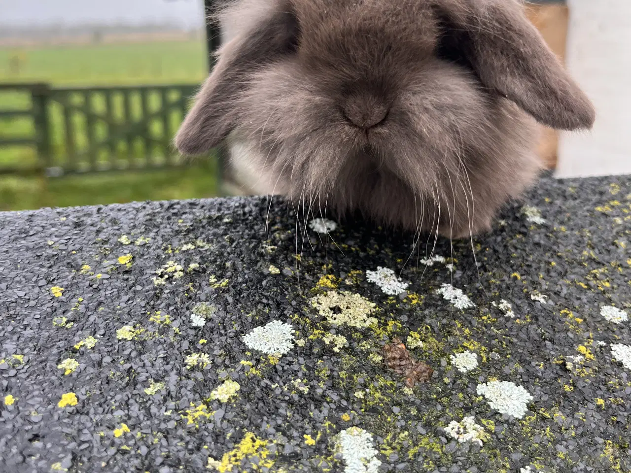 Billede 1 - Minilop. Enkel manket Lion lop