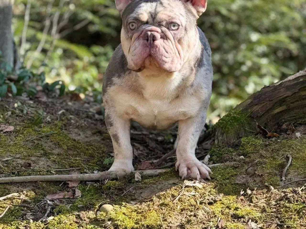 Billede 11 - Franske bulldogs