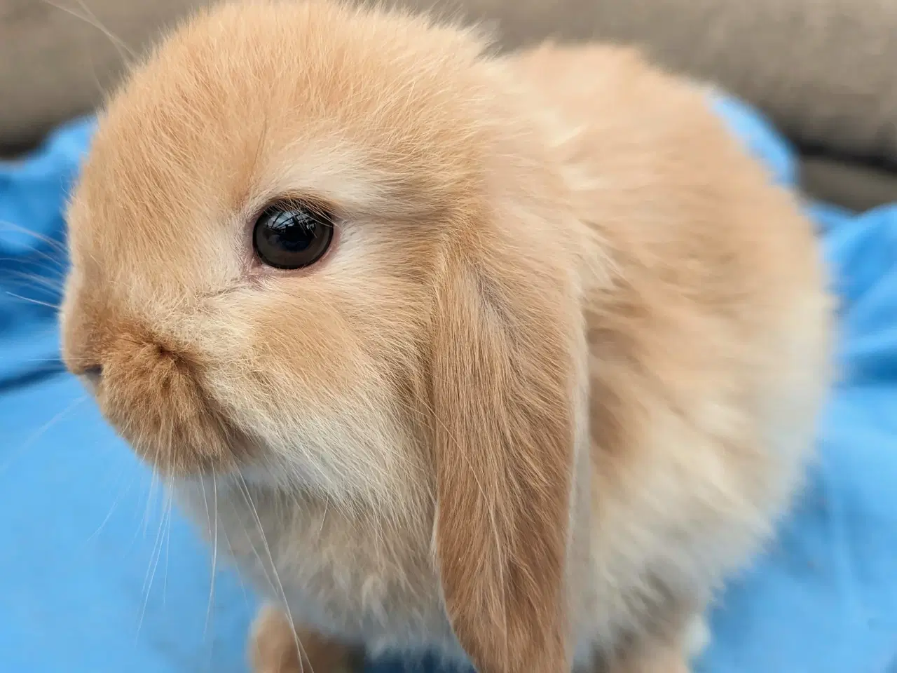 Billede 1 - Minilop kaninunge sælges