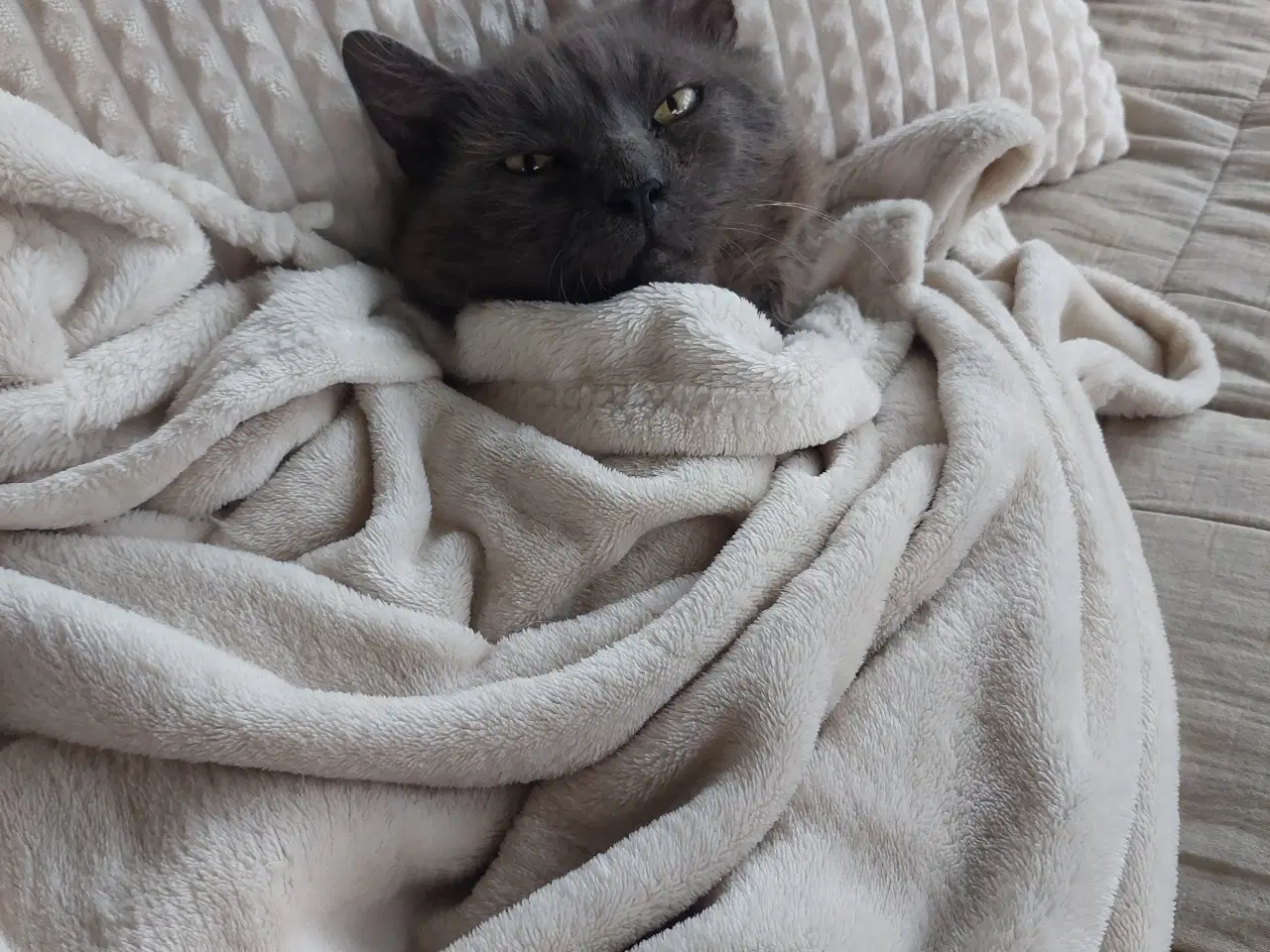 Billede 3 - Ældre hankat søger kærligt hjem