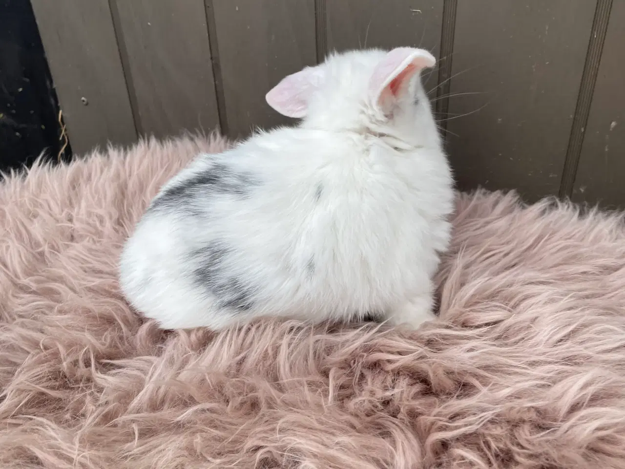 Billede 10 - Minilop dreng klar nu